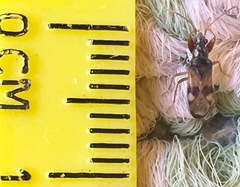 Pseudopamera rubricata