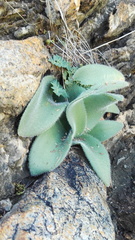 Haemanthus humilis hirsutus