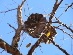 Enterolobium gummiferum