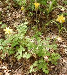 Aquilegia longissima