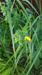 Hypericum maculatum