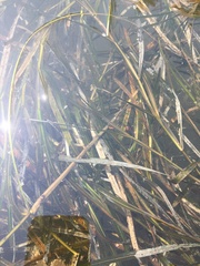 Potamogeton zosteriformis