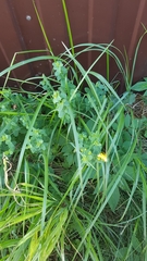 Hypericum maculatum