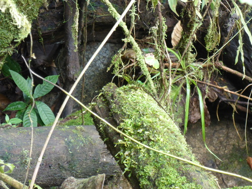 Anolis fitchi