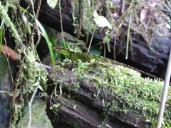 Anolis fitchi
