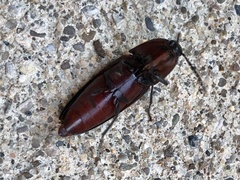 Elaterini