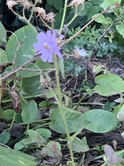 Cicerbita macrophylla