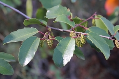 Azara petiolaris