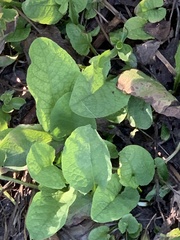 Cicerbita macrophylla