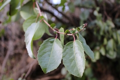 Azara petiolaris