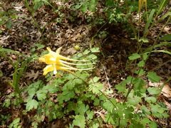 Aquilegia longissima