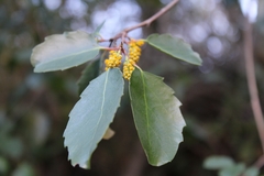 Azara petiolaris