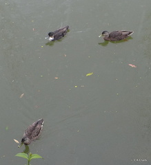 Anas superciliosa × platyrhynchos