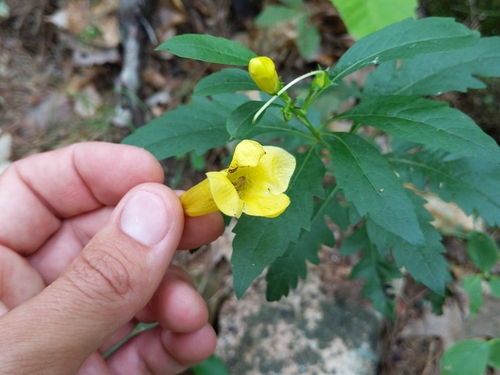 Smooth yellow false foxglove (Aureolaria flava)
