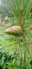 Pinus brutia pityusa
