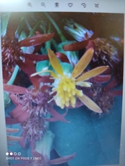 Pseudogynoxys cordifolia