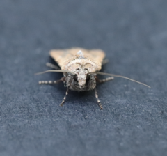 Euxoa ochrogaster