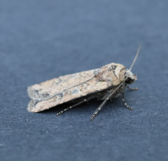 Euxoa ochrogaster