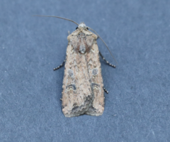 Euxoa ochrogaster
