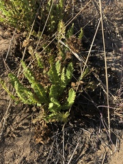 Horkelia cuneata puberula