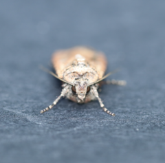 Euxoa ochrogaster