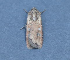 Euxoa ochrogaster