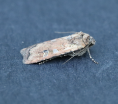 Euxoa ochrogaster