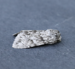 Andropolia contacta