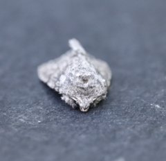 Andropolia contacta
