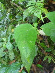 Monopyle paniculata
