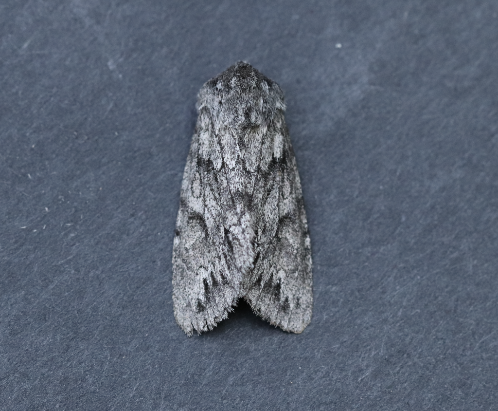 Canadian Giant Moth