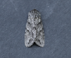 Andropolia contacta