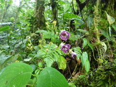 Monopyle paniculata