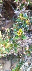 Cullumia setosa