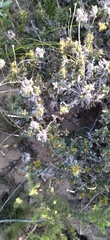Cullumia setosa