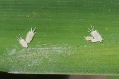 Pseudococcus viburni