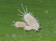 Pseudococcus viburni