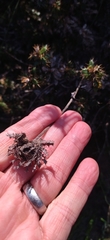 Cullumia setosa