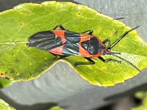 photo of Large Milkweed Bug (Oncopeltus fasciatus)