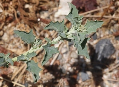 Atriplex suberecta