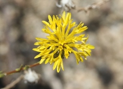 Lessingia glandulifera