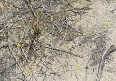 Lessingia glandulifera