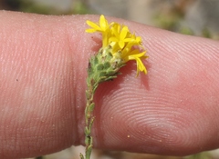 Lessingia glandulifera