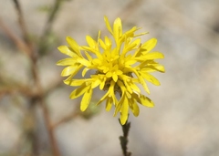 Lessingia glandulifera