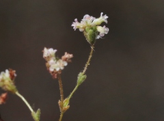 Eriogonum thurberi