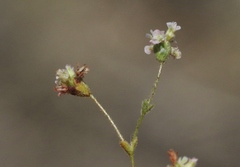 Eriogonum thurberi