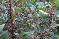 Cuscuta lupuliformis