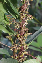 Cuscuta lupuliformis