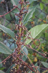 Cuscuta lupuliformis