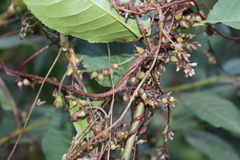 Cuscuta lupuliformis